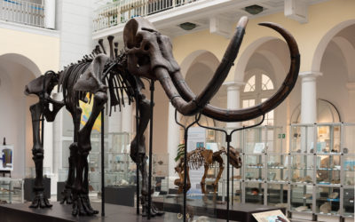 How Using CMMS in Museums Will Transform Your Staff